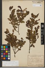 Foto von Salix waldsteiniana Willd.